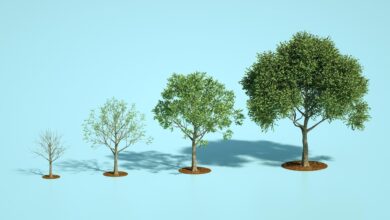 How The Human Resources Function Impacts Business Growth